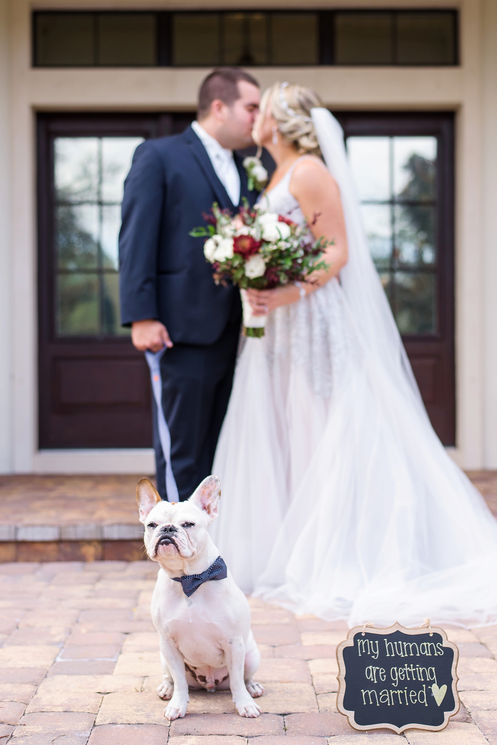 French Bulldog. Hayley Paige gown. Bride and Groom. What else could you want?