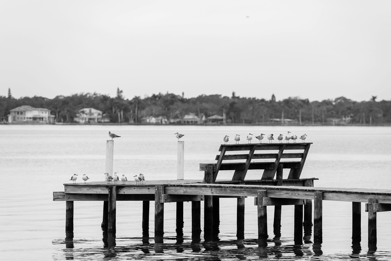 Birds lined up along the bench of a dock watching the bride and groom during their portraits