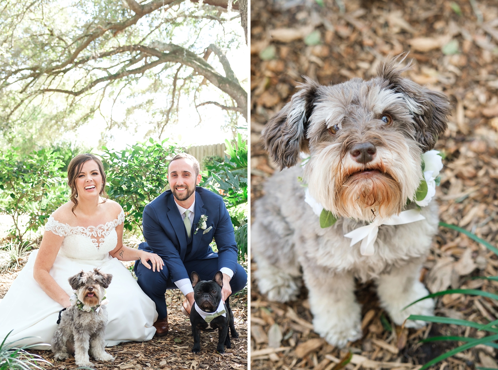Bride and Groom pose with their dogs on their wedding day by Sarah and Ben Photography