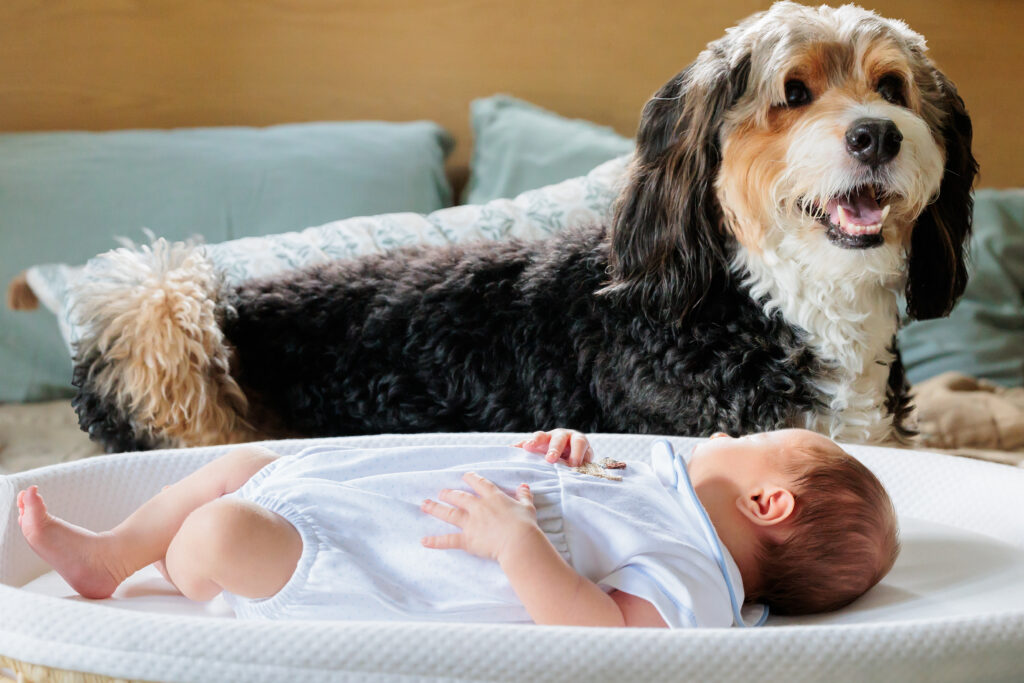 A newborn baby sleeps in a bassinet next to it's watchdog