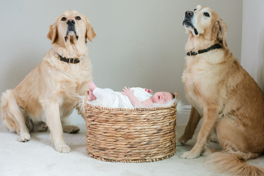 Two golden retrievers sit beside a newborn baby laying in a basket wrapped in a white blanket